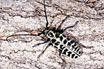 Cottonwood Long-Horned Borer Beetle